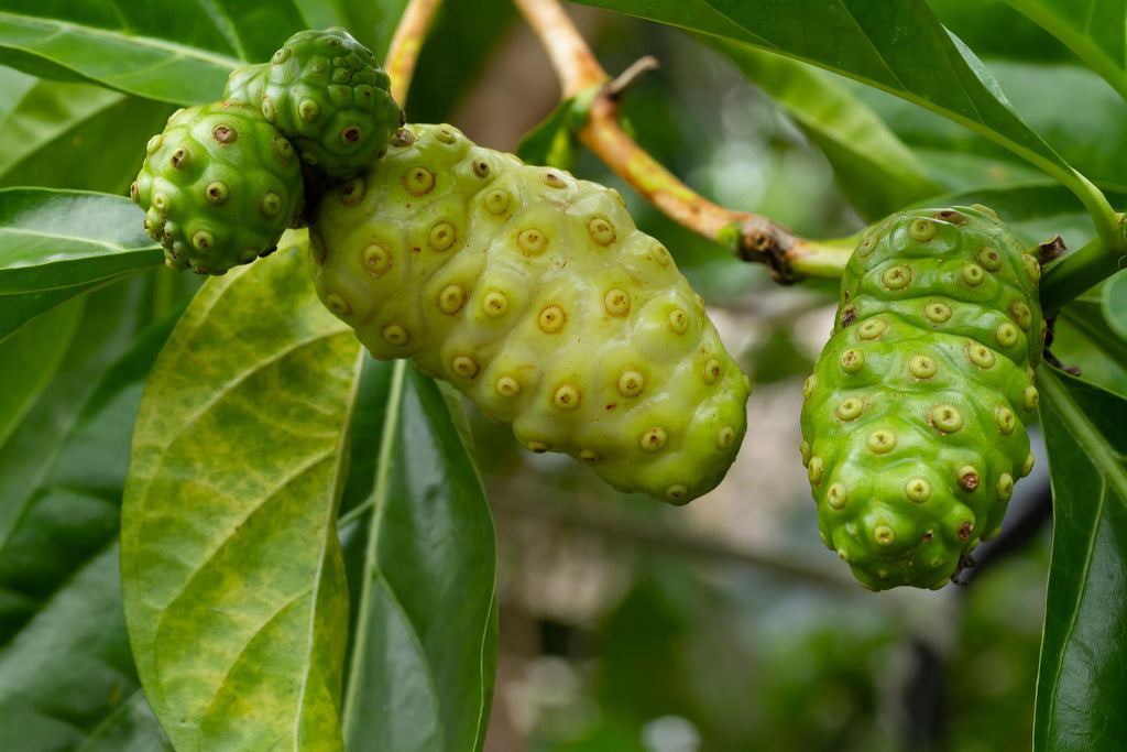 BENEFICIOS Y PROPIEDADES CURATIVAS DEL NONI